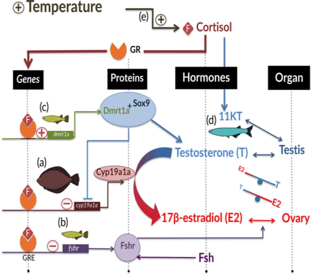 factors contribute to the occurrence of fish sex reversal