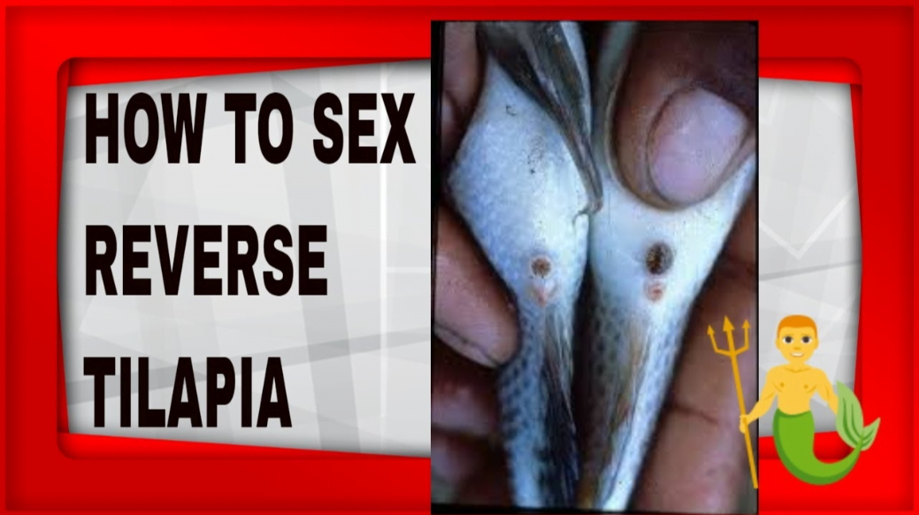 fish sex reversal
