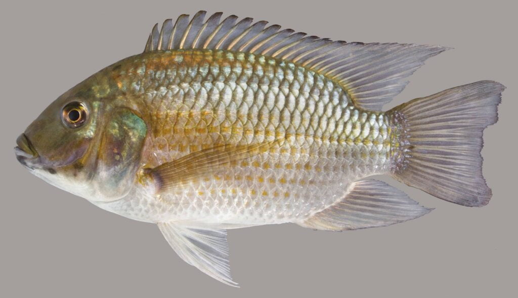 tilapia fish